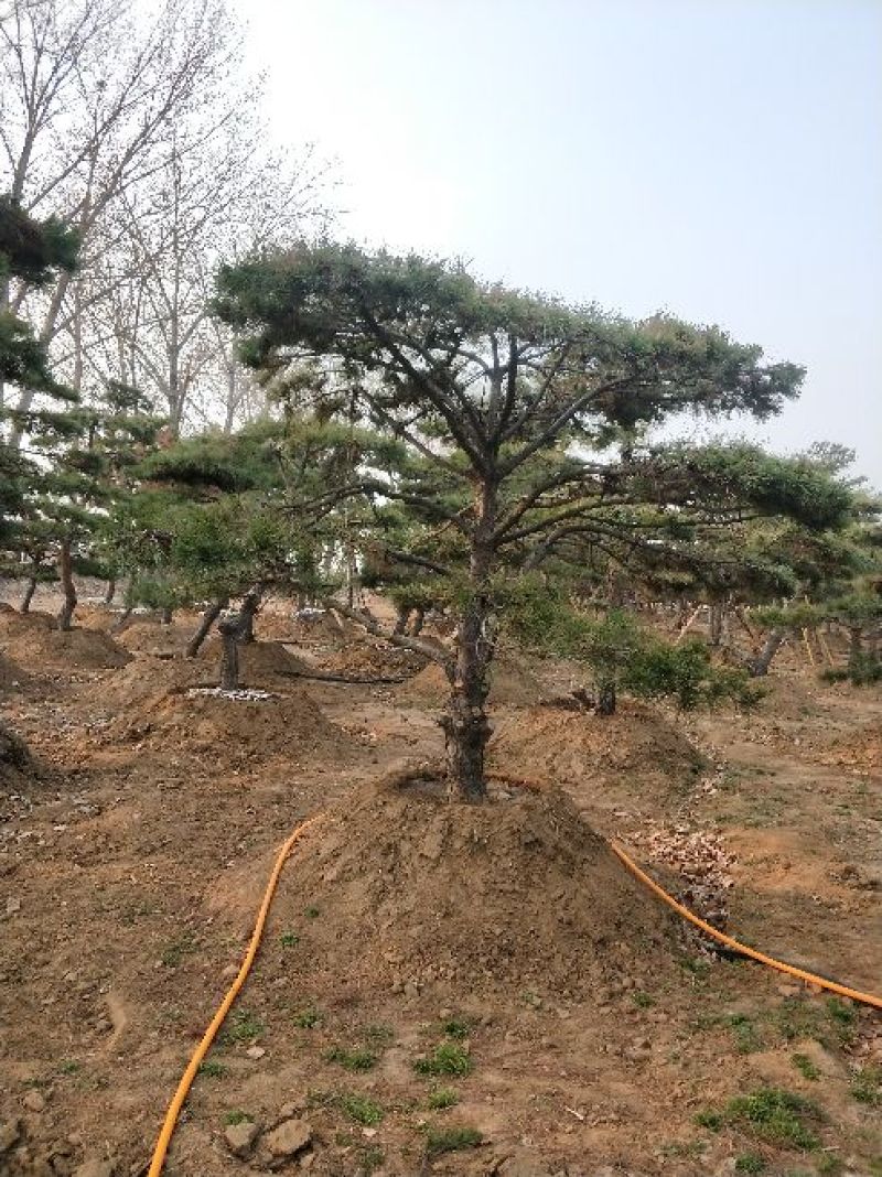 造型松14公分