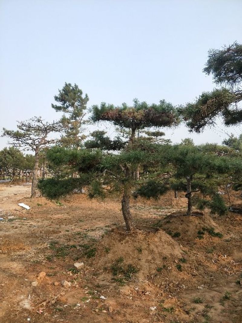 造型松14公分