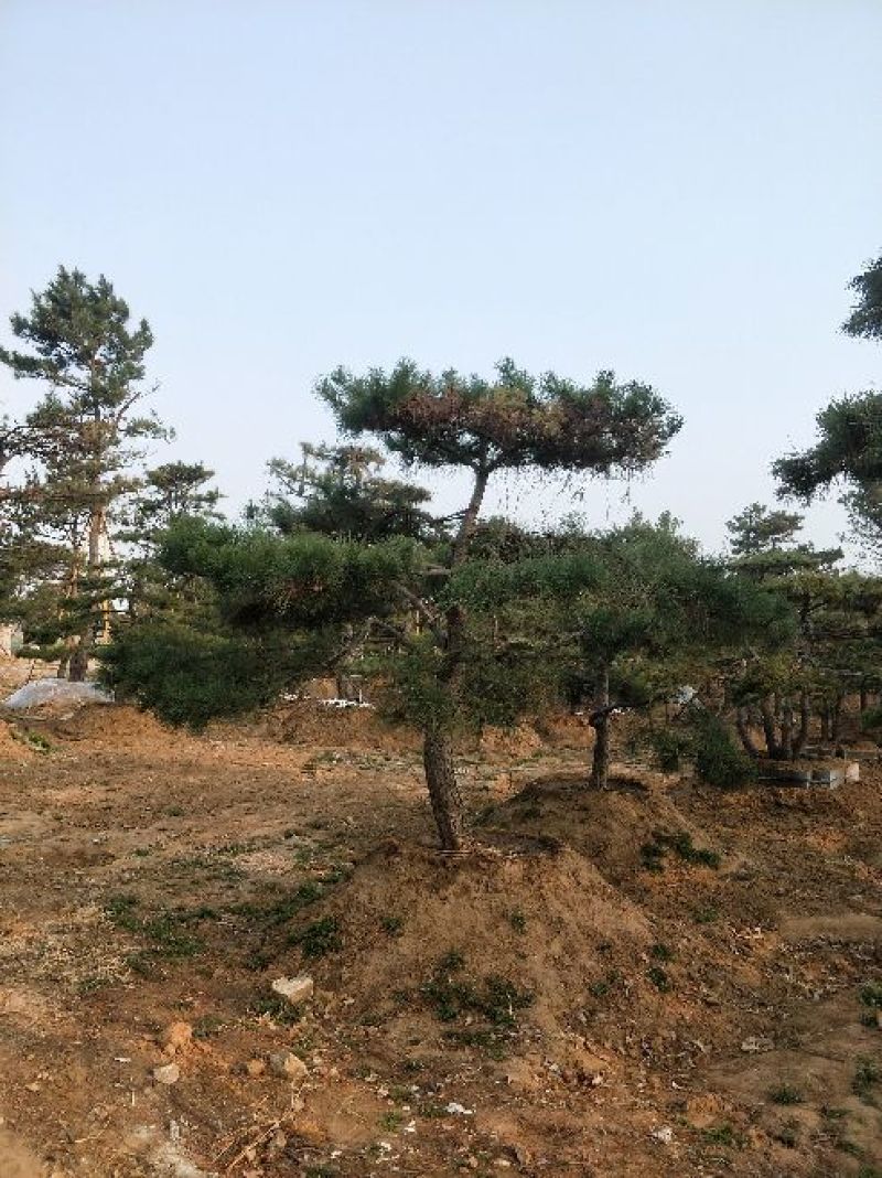 造型松14公分