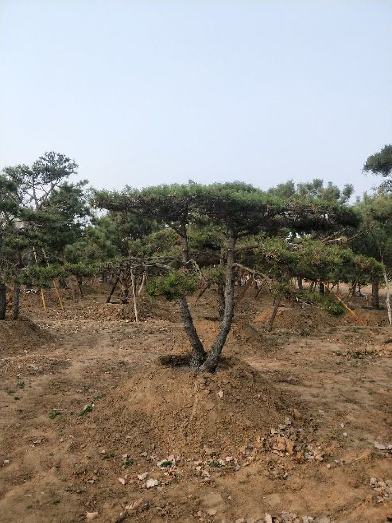 造型松14公分