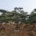 造型松14公分