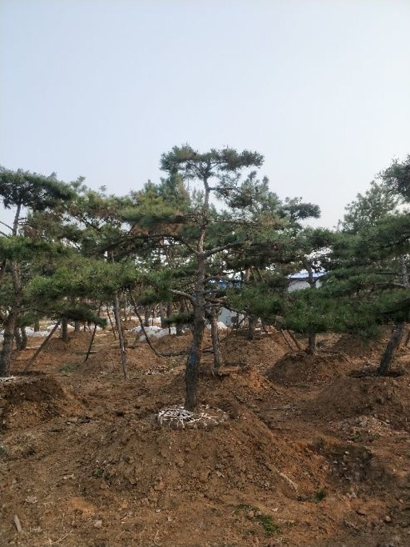 造型松14公分