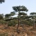 造型松14公分