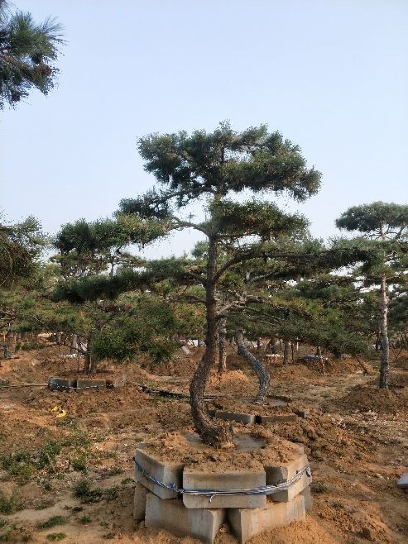 造型松14公分