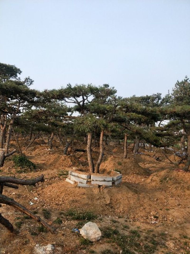 造型松14公分
