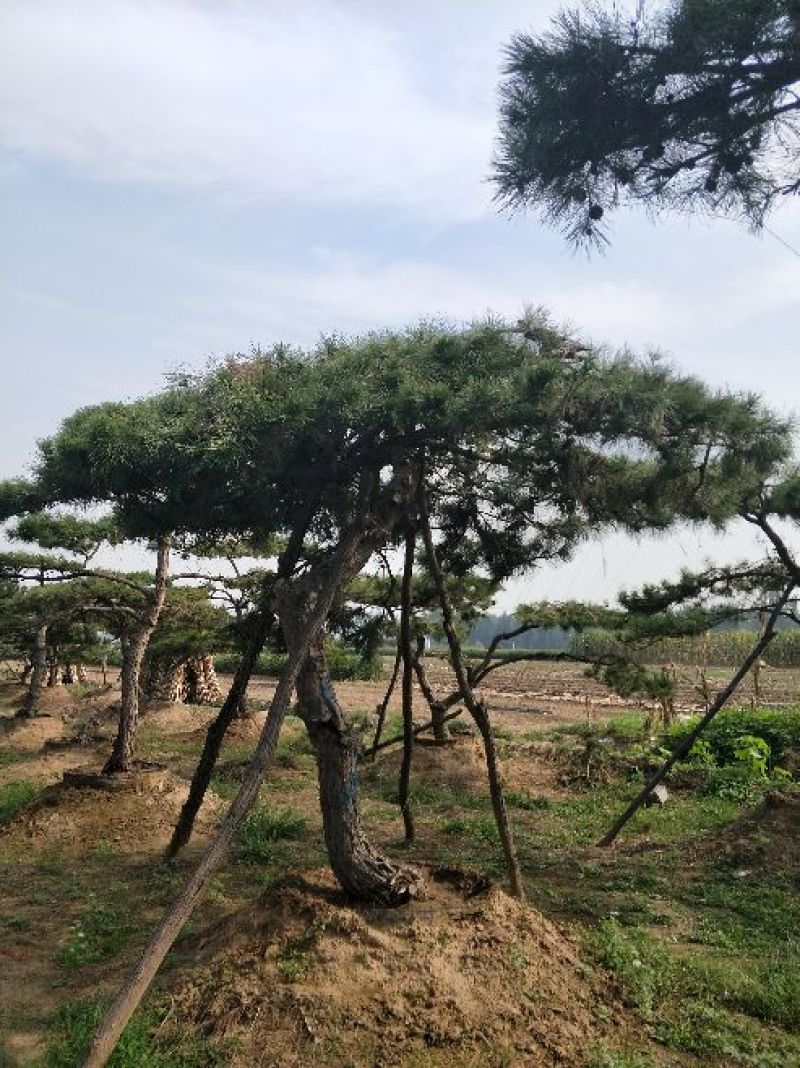 造型松14公分