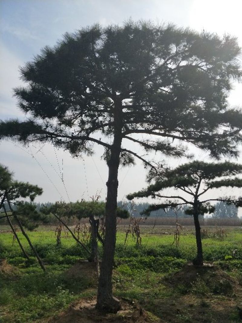 造型松14公分