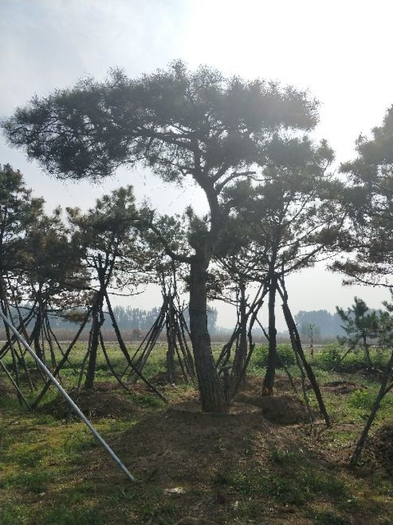 造型松14公分