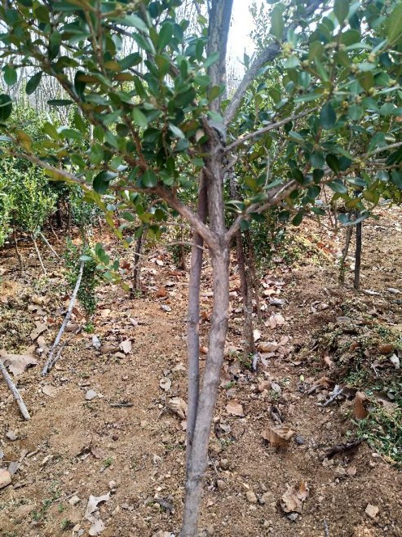 黄杨2~4cm4cm以下0.5~1米