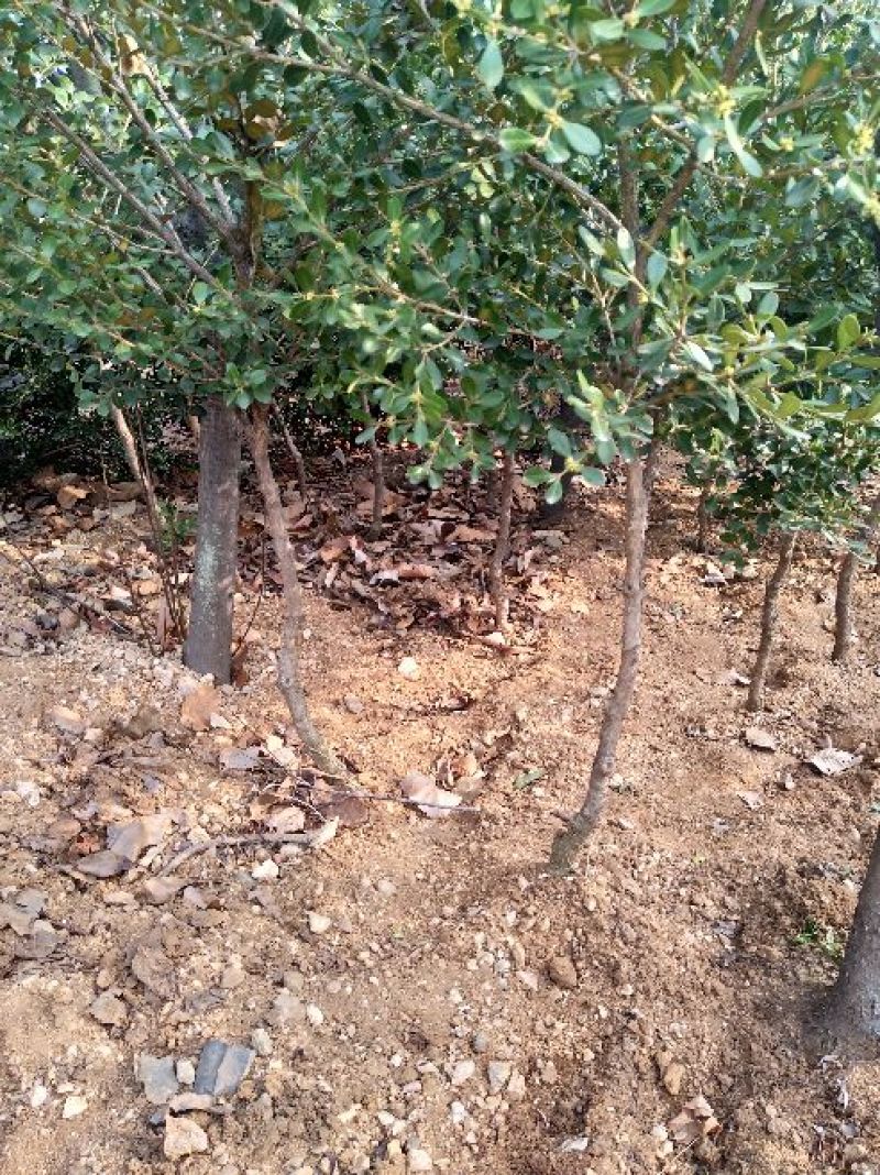 黄杨2~4cm4cm以下0.5~1米