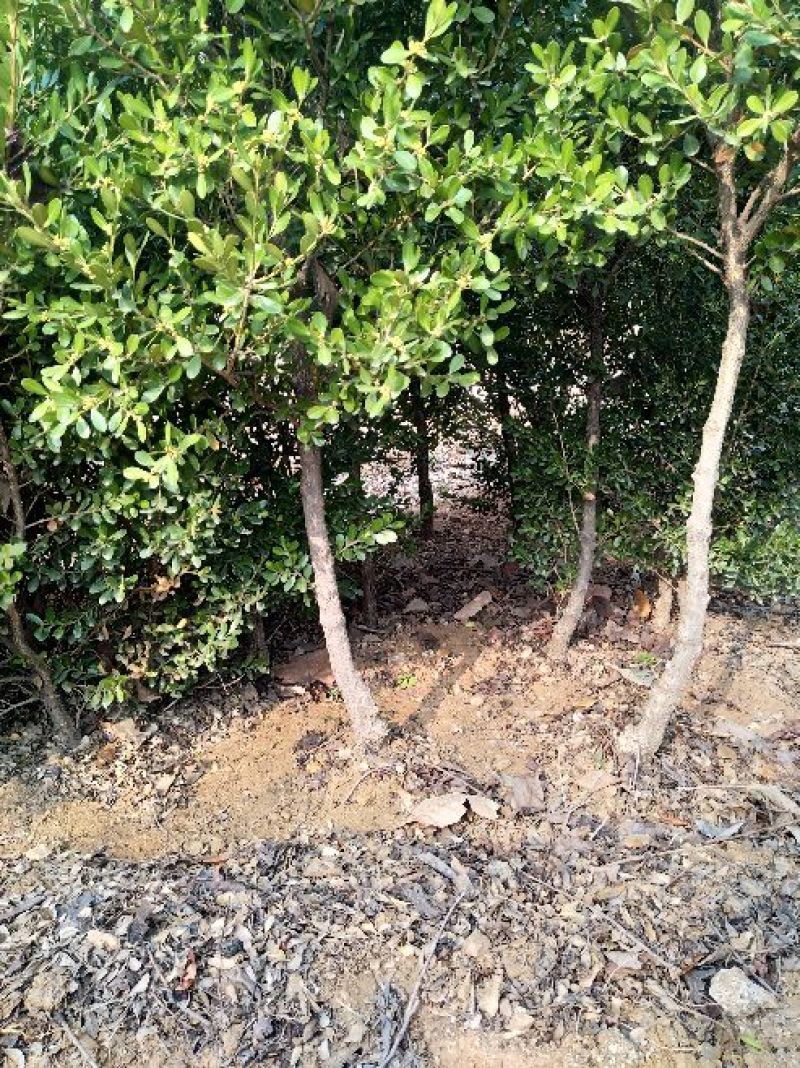 黄杨2~4cm4cm以下0.5~1米