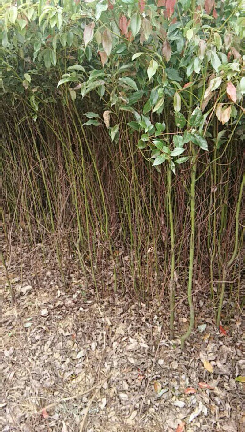 香樟苗70~80cm量足，欢迎惠顾