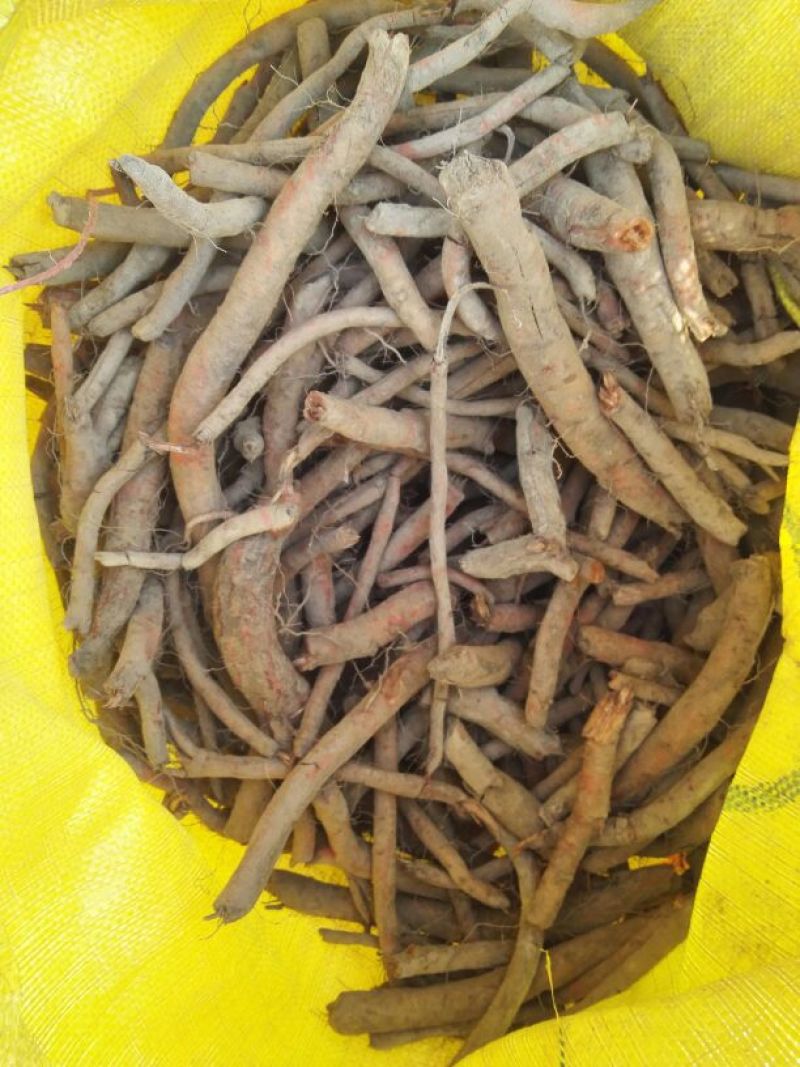 丹参种子，丹参芽，切段栽植，免费技术指导