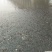 池鲤鱼0.5公斤以下鱼苗