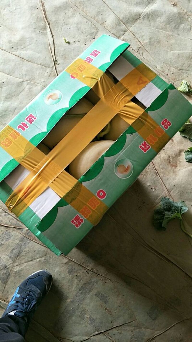 甜瓜精品1斤以上