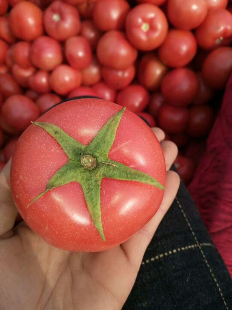 西红柿量大质优！产地直发精品弧三以上！