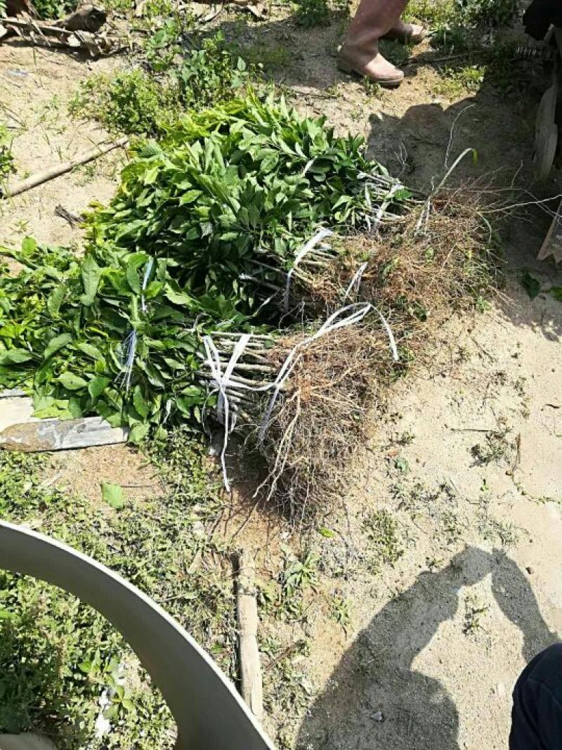 三华李树苗30~40cm