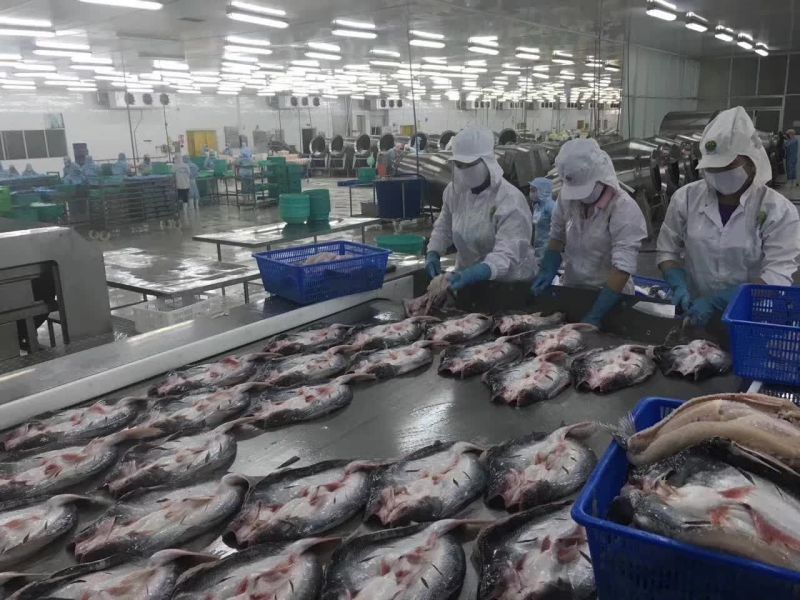 巴沙鱼
