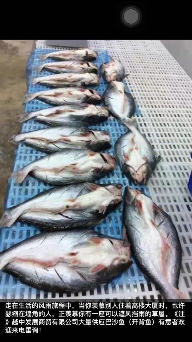 巴沙鱼