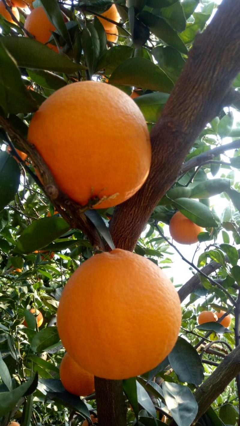 橙子，秭归伦晚橙，湖北伦晚脐橙甜如蜜的橙，可视频看货。
