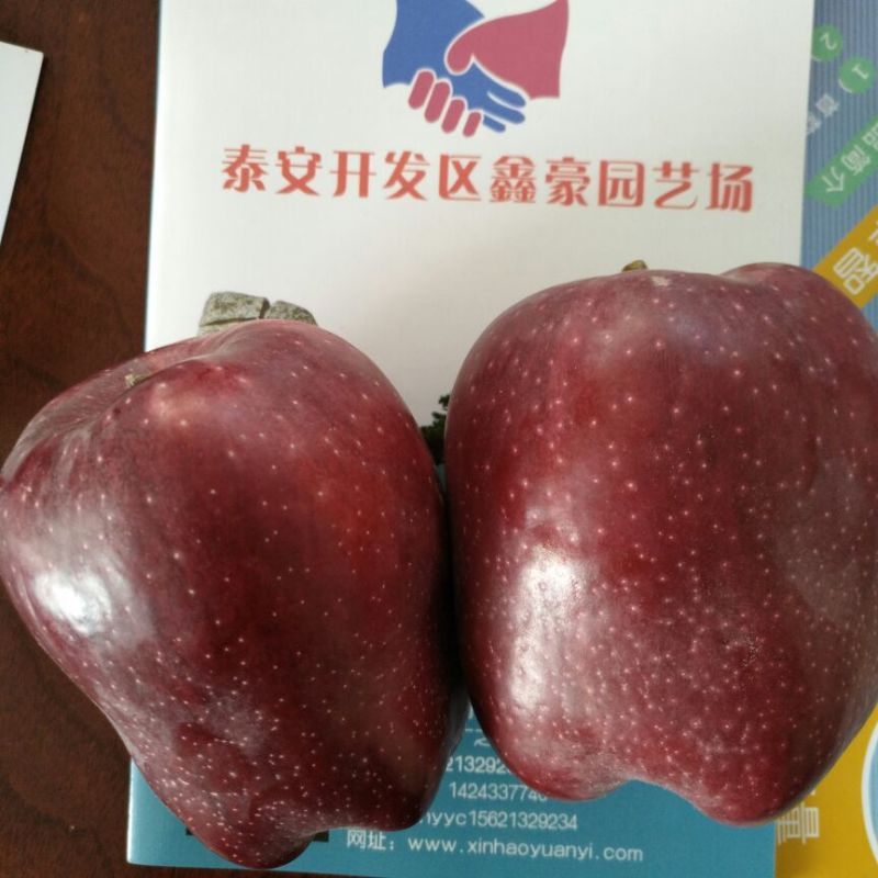 蛇果苹果树苗100cm以上