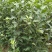 蛇果苹果树苗100cm以上