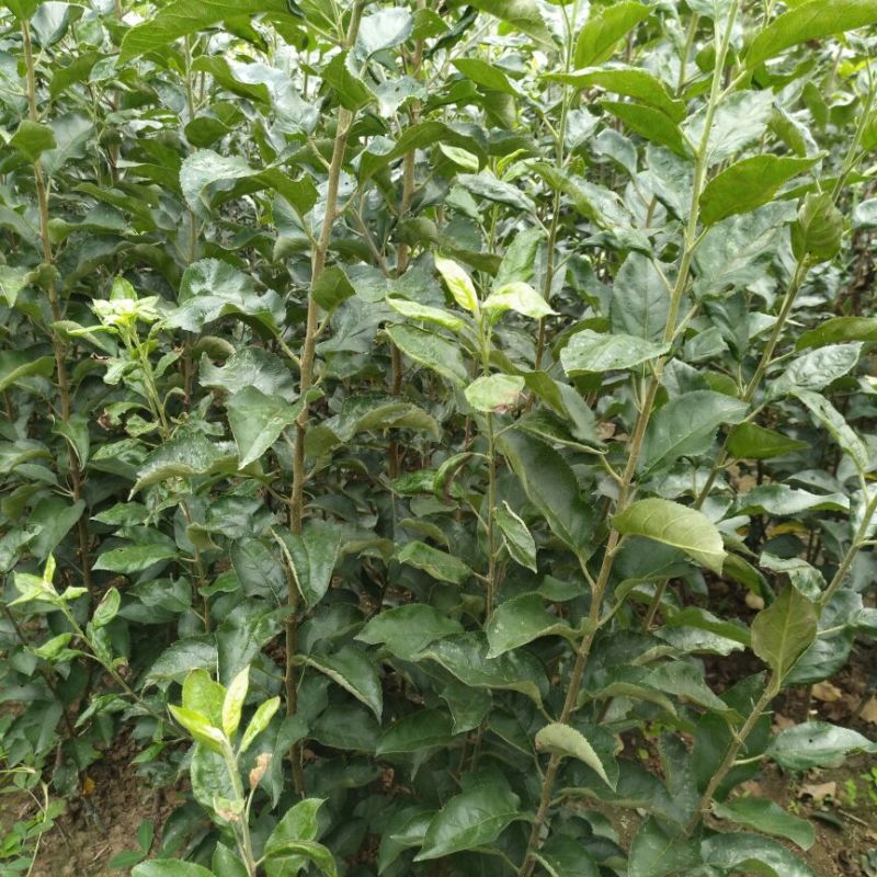 蛇果苹果树苗100cm以上