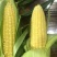 水果玉米8两以上（350亩）