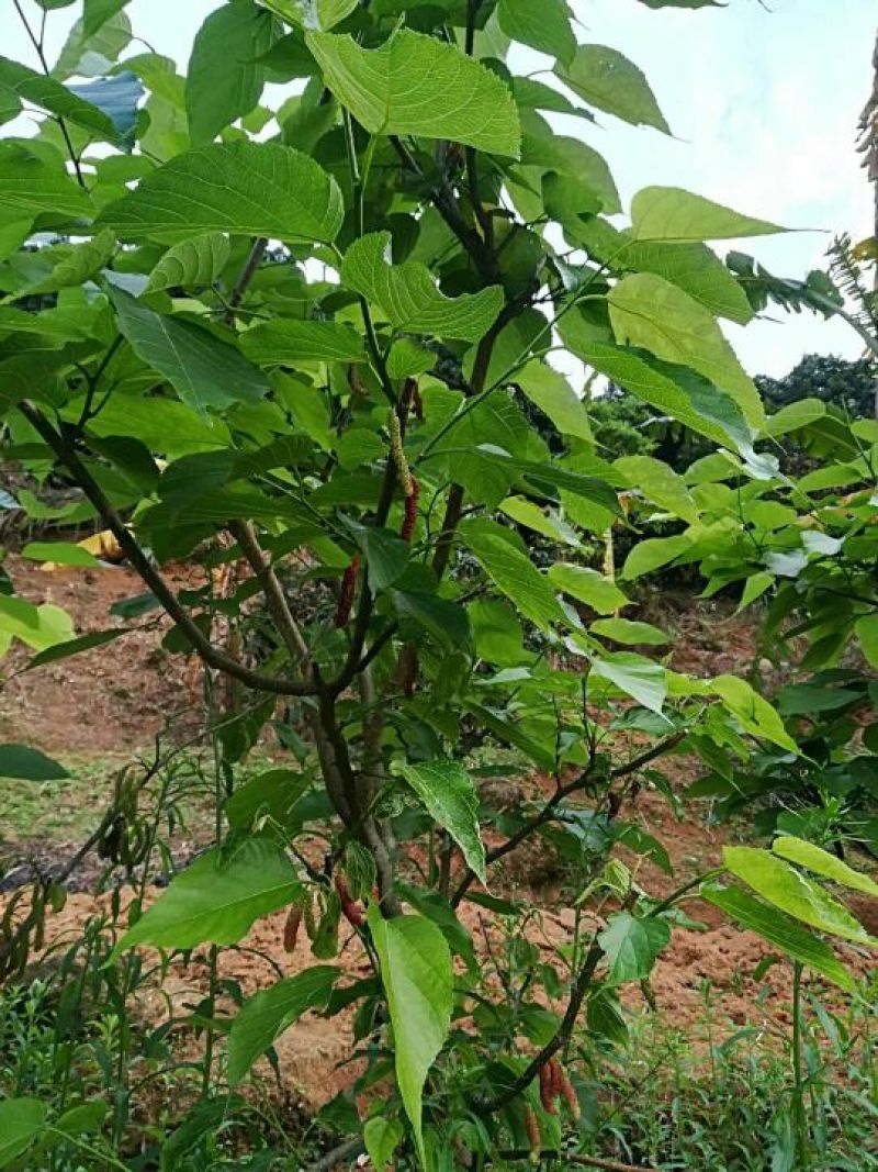 长果桑树苗50~60cm