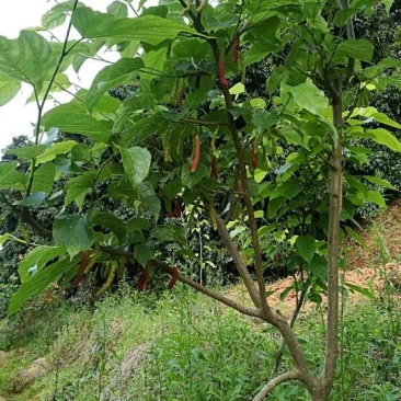 长果桑树苗50~60cm
