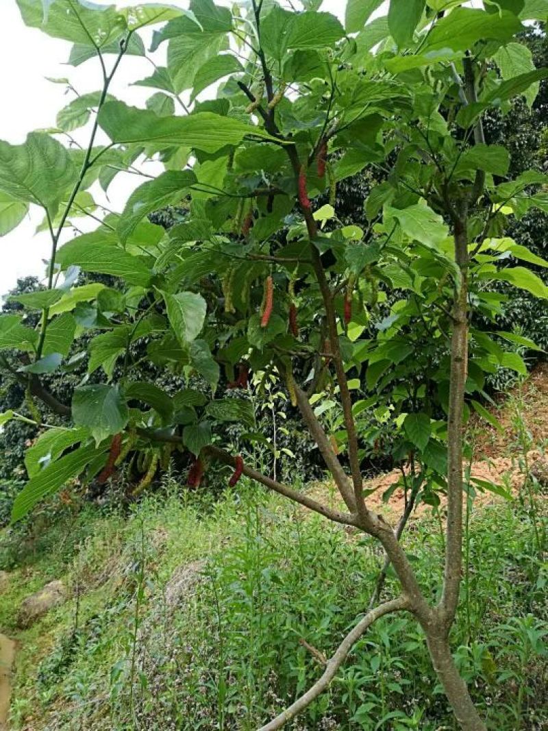 长果桑树苗50~60cm