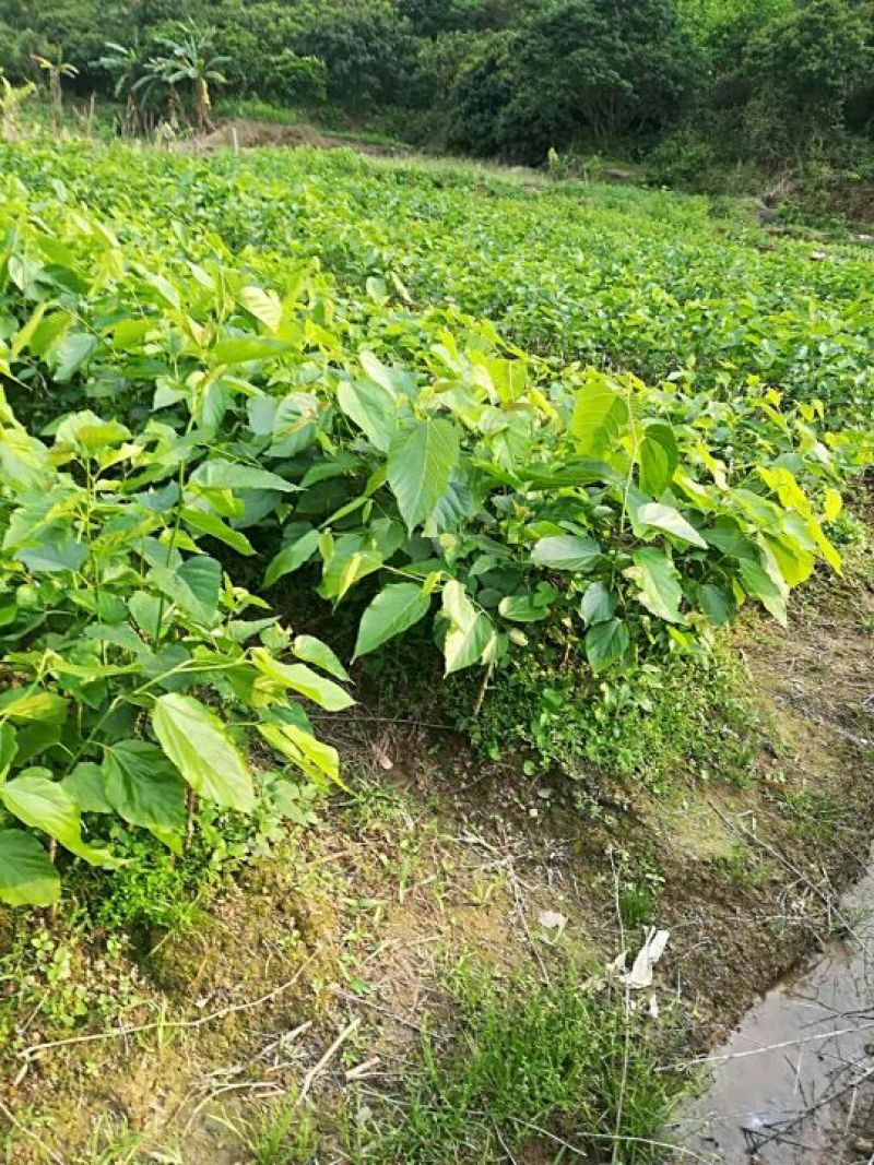 长果桑树苗50~60cm