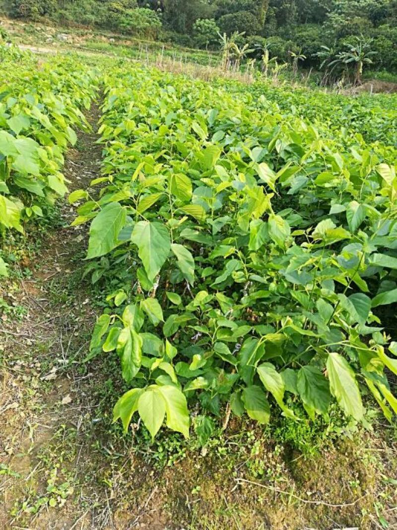 长果桑树苗50~60cm