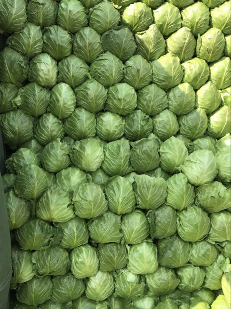 暖棚甘蓝8398单颗二斤左右。形态均匀颜色绿