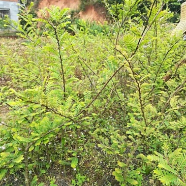 余甘果苗