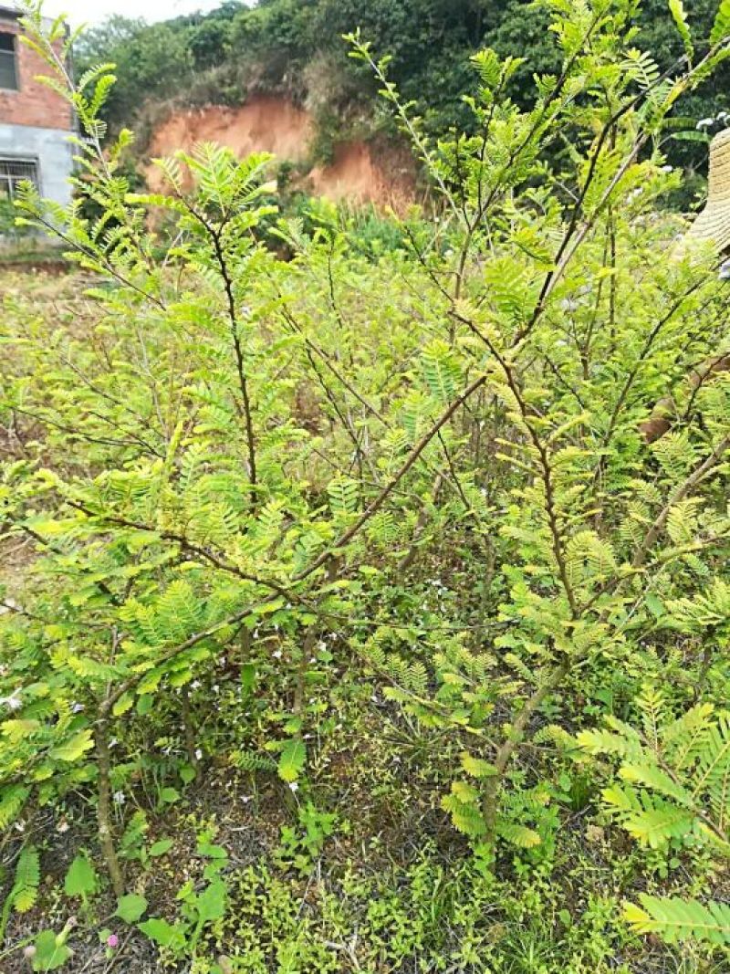 余甘果苗