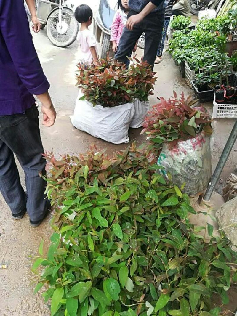 速生桉苗40~65cm