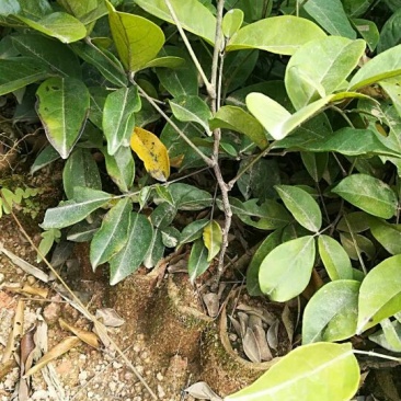 牛大力种苗30~45cm