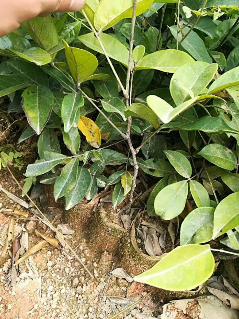 牛大力种苗30~45cm