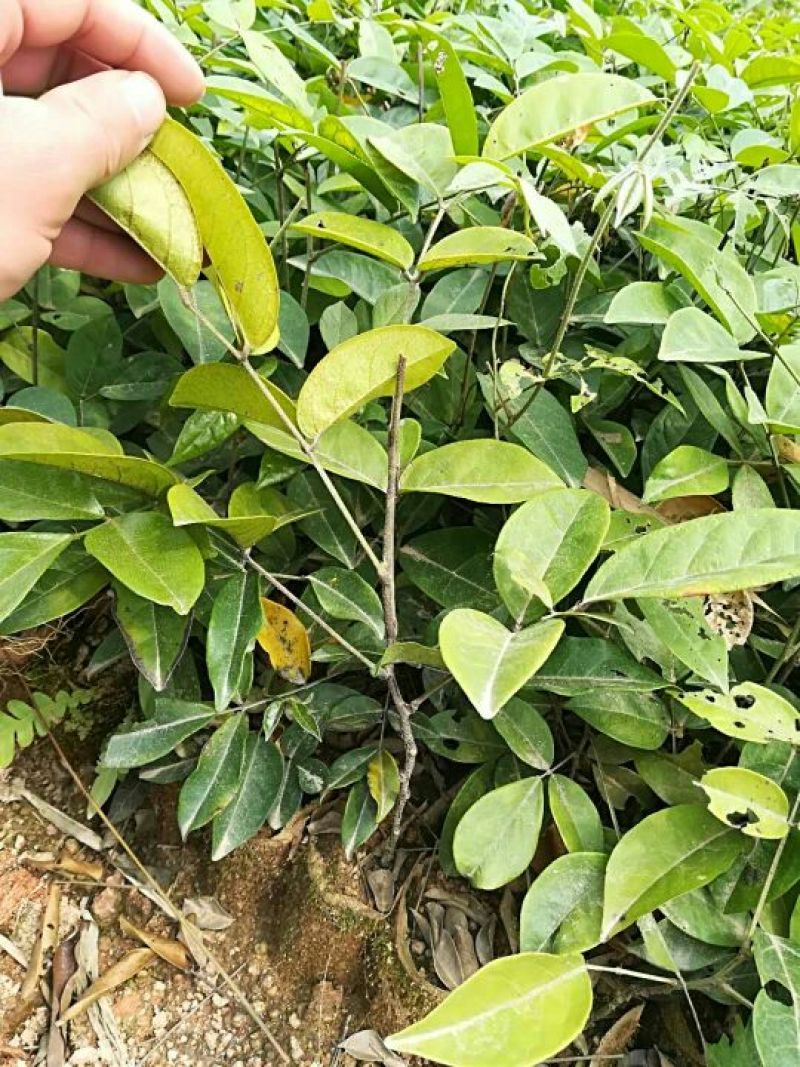 牛大力种苗30~45cm