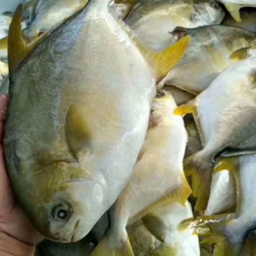 金鲳鱼食用