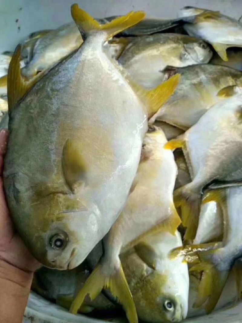 金鲳鱼食用