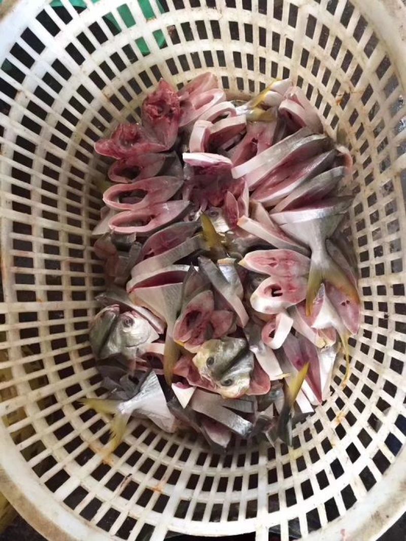 金鲳鱼食用
