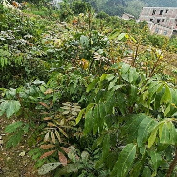 龙眼树苗30~50cm