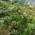 龙眼树苗30~50cm
