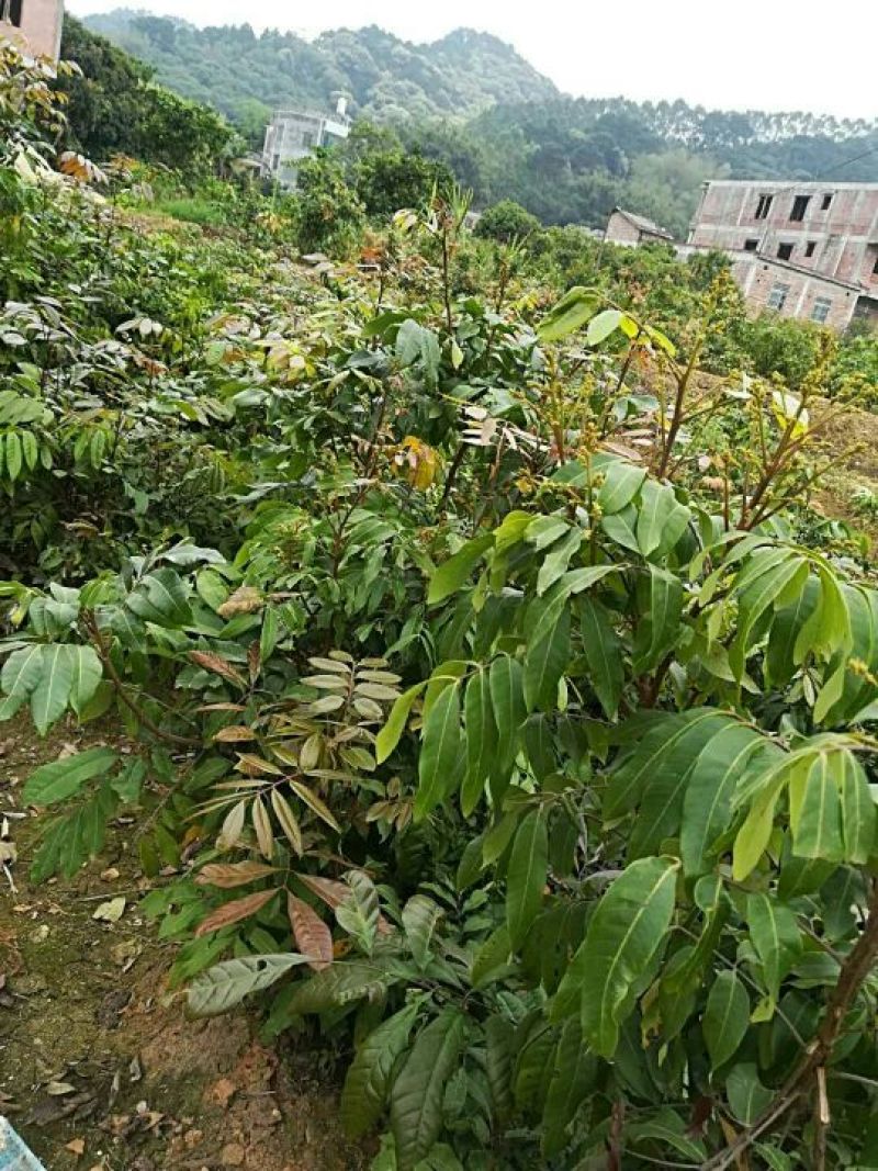 龙眼树苗30~50cm
