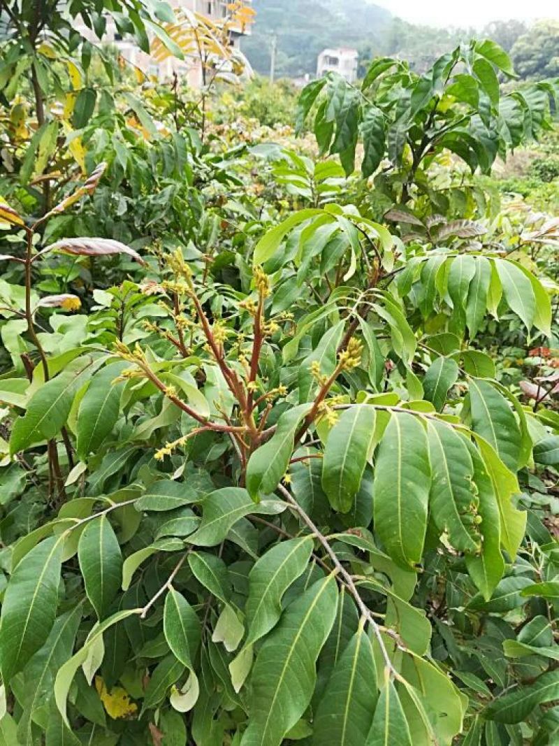 龙眼树苗30~50cm
