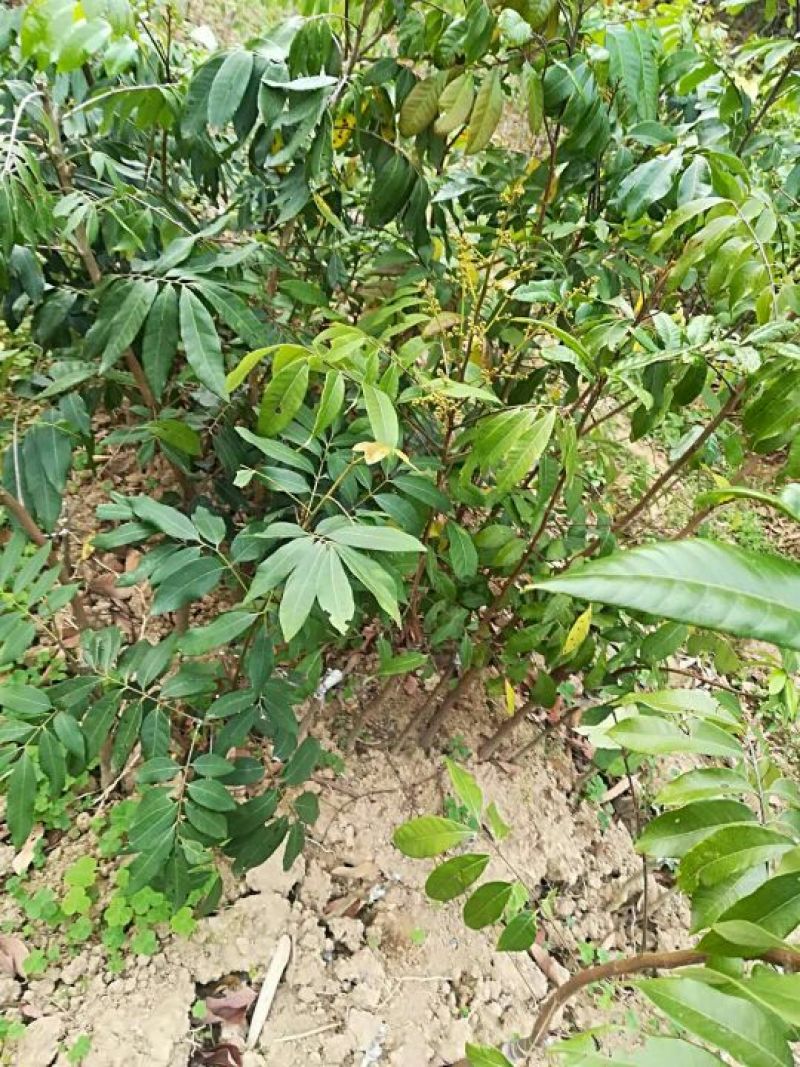 龙眼树苗30~50cm