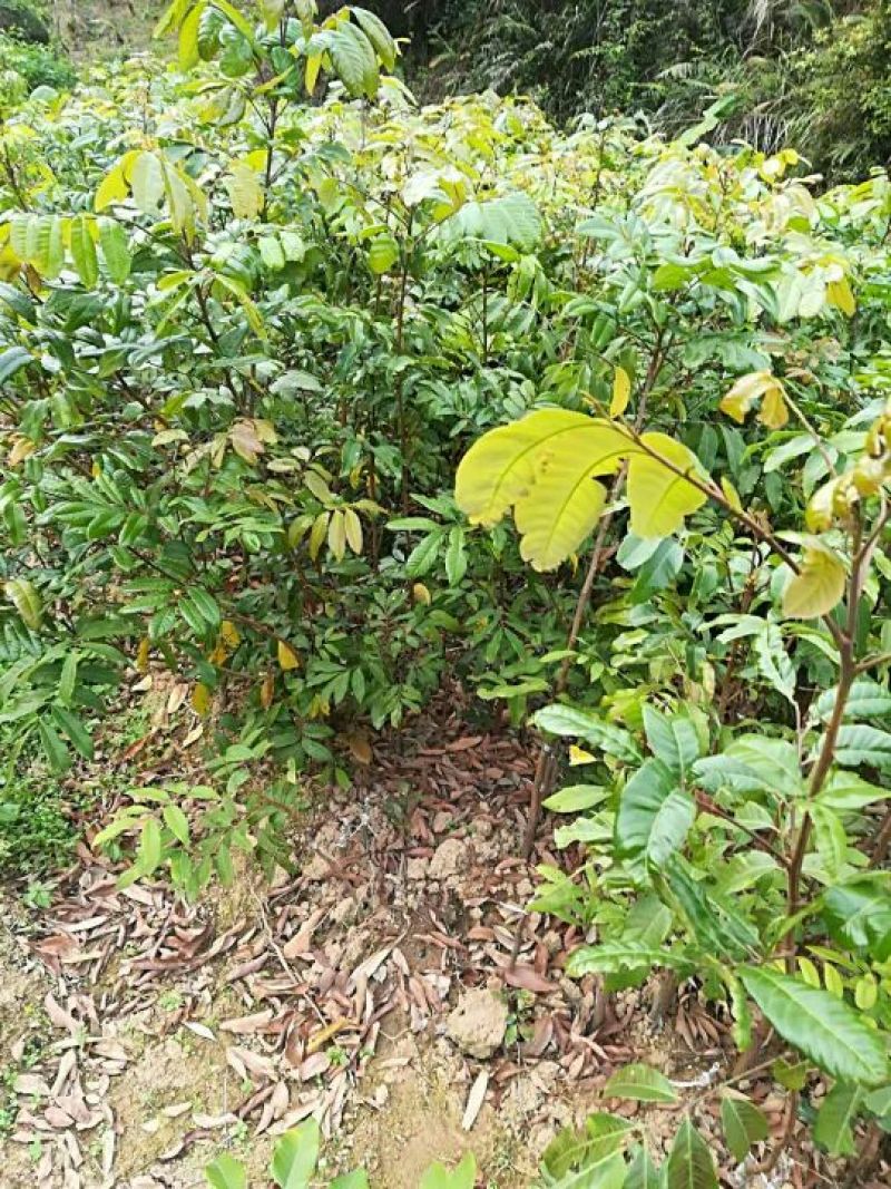 龙眼树苗30~50cm