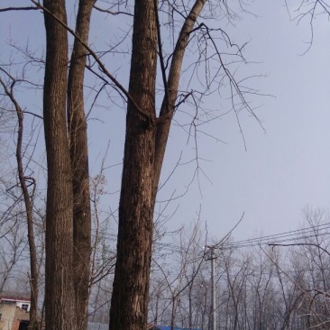 红油香椿树261~300cm